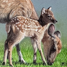 Load image into Gallery viewer, A painted scene of a spotted deer standing near a fawn in green grass, rendered in soft natural tones on a muted blue-gray background.

